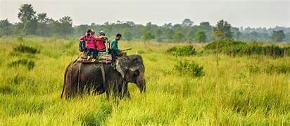 Kaziranga Safari Tour